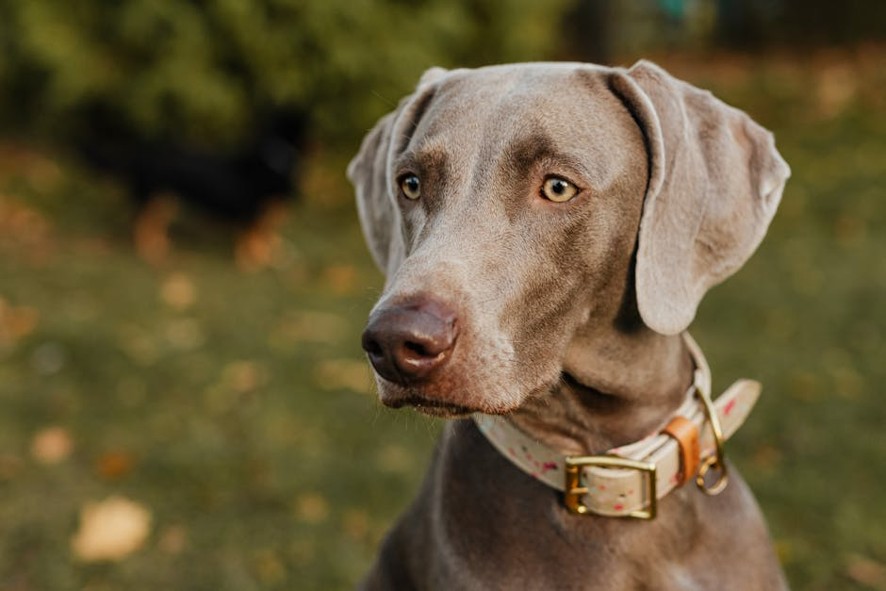 PetJoy